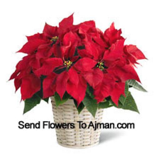 Cute Poinsettia in Basket