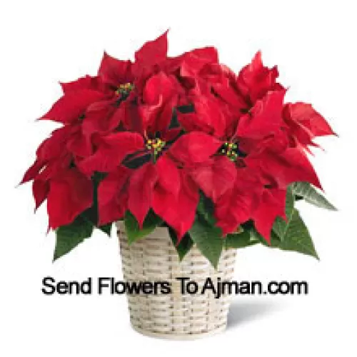 Une poinsettia pimpante, colorée et durable dans un panier. (Veuillez noter que nous nous réservons le droit de substituer tout produit par un produit approprié de valeur égale en cas de non disponibilité d'un certain produit)