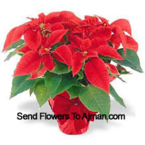 Beautiful Red Poinsettias